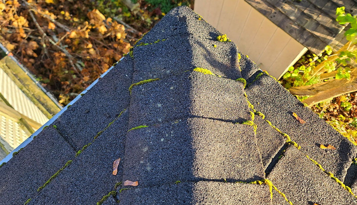 Houston Roof with Mold Growth