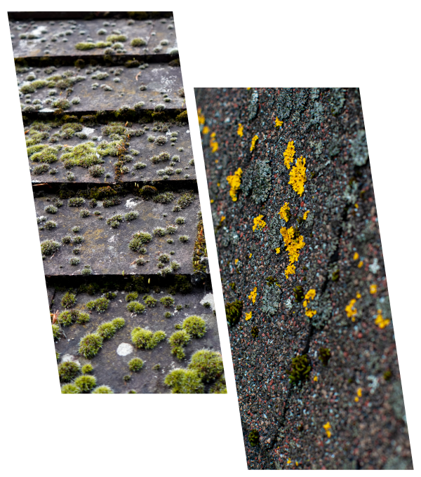 Expert Roofers Fixing Missing Roof Shingles